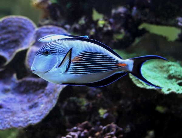 جراح ماهی دم قیچی