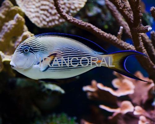 جراح ماهی دم قیچی