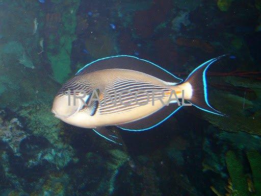 جراح ماهی دم قیچی