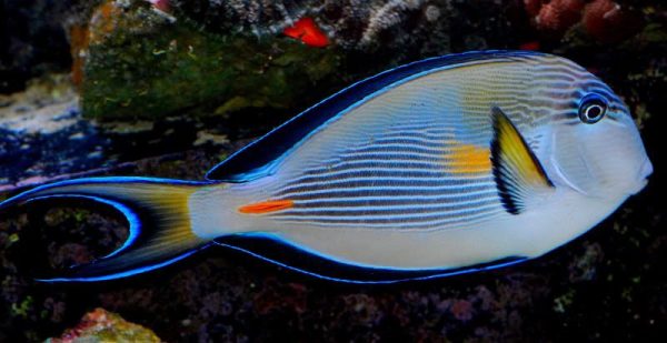 جراح ماهی دم قیچی