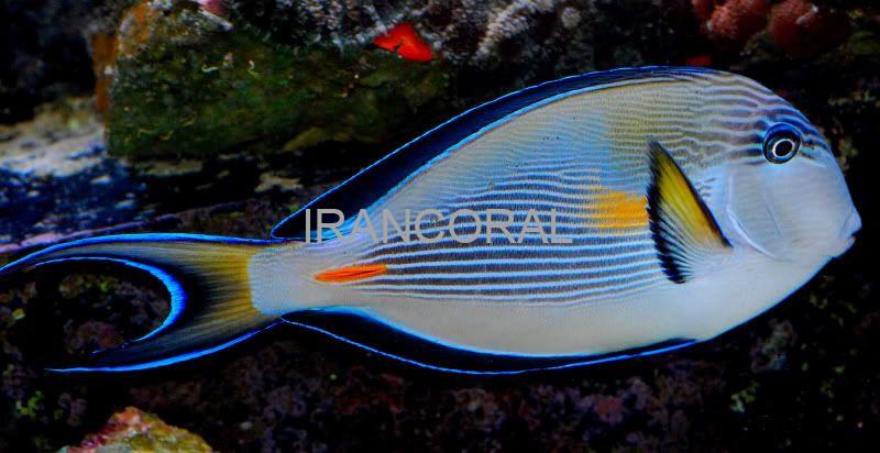 جراح ماهی دم قیچی