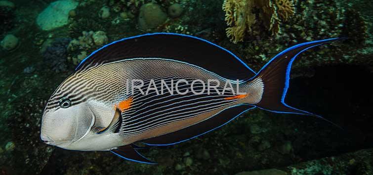 جراح ماهی دم قیچی