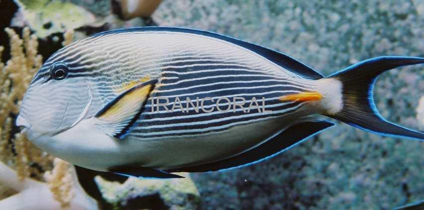 جراح ماهی دم قیچی