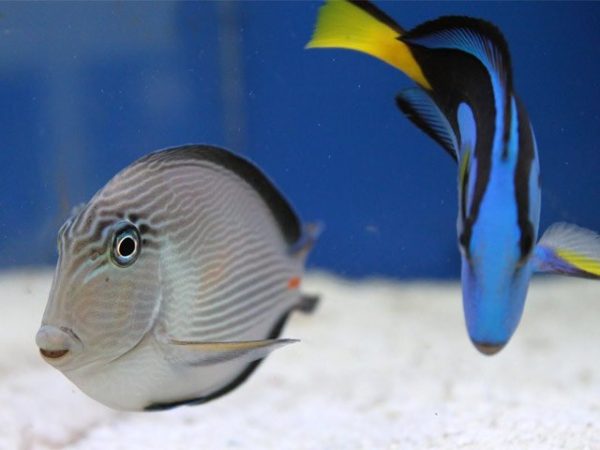 جراح ماهی دم قیچی