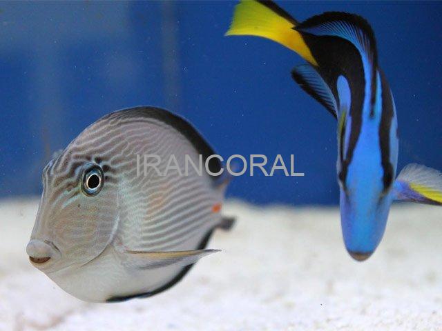 جراح ماهی دم قیچی