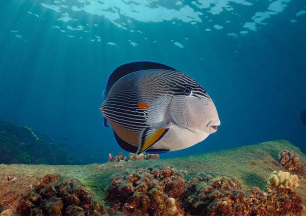 جراح ماهی دم قیچی