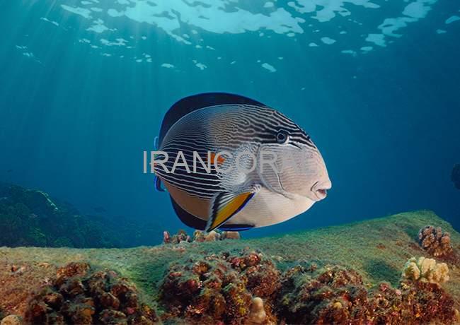 جراح ماهی دم قیچی