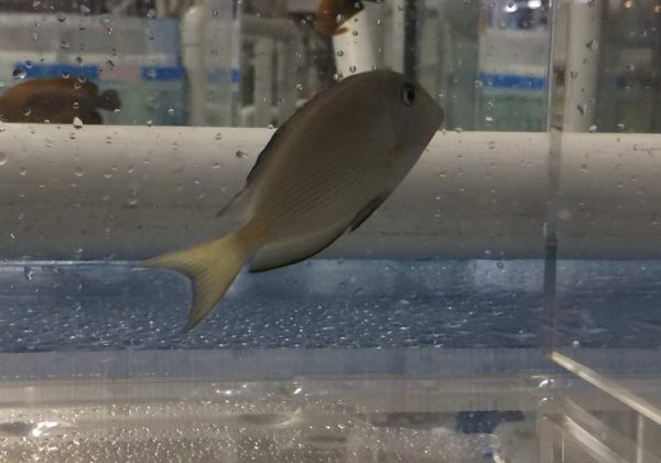 جراح ماهی دم قیچی