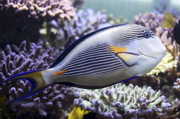 جراح ماهی دم قیچی