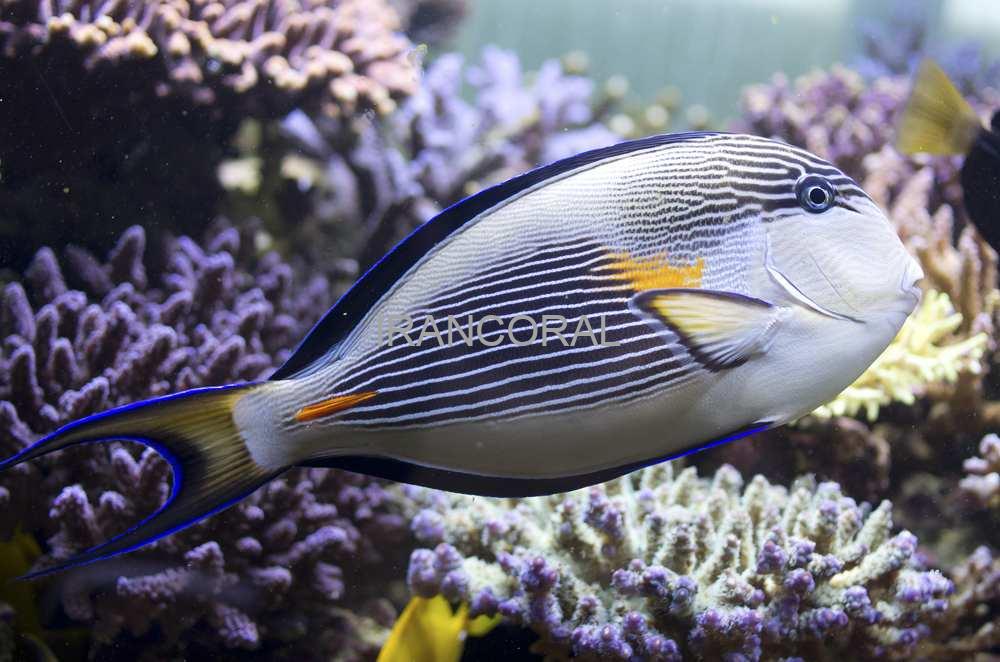 جراح ماهی دم قیچی