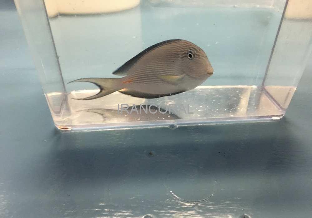 جراح ماهی دم قیچی