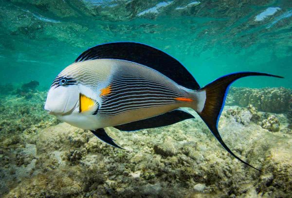 جراح ماهی دم قیچی