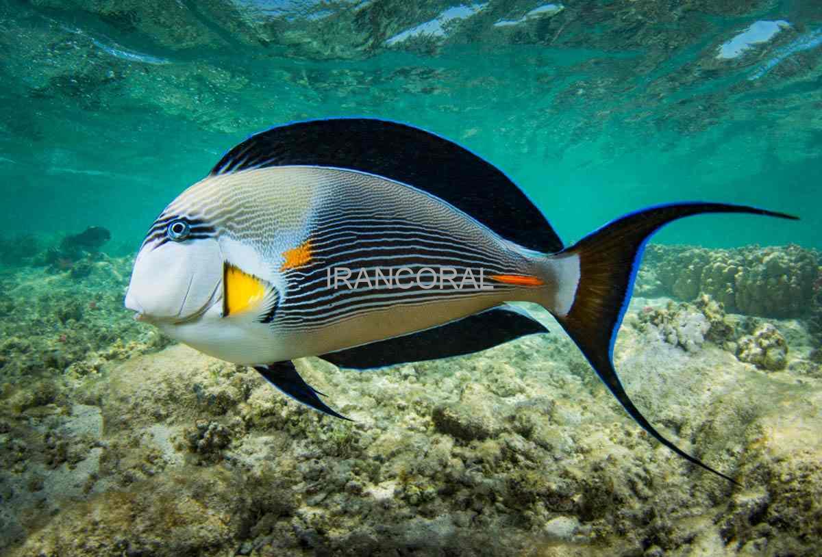 جراح ماهی دم قیچی