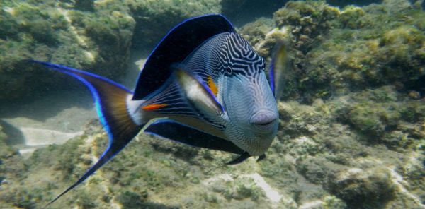 جراح ماهی دم قیچی