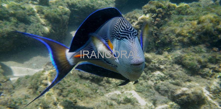 جراح ماهی دم قیچی