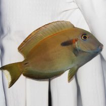 جراح ماهی شانه نارنجی