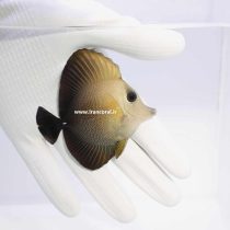 جراح ماهی قهوه ای