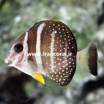 Mustard Guttatus Tang