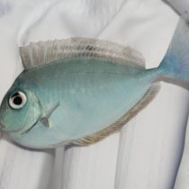 جراح ماهی ناسو شاخدار