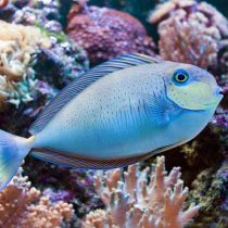 جراح ماهی ولامینگی (بالغ)