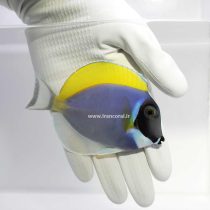 Powder Blue Tang