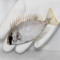 خرگوش ماهی اسکریبلد (راه راه)