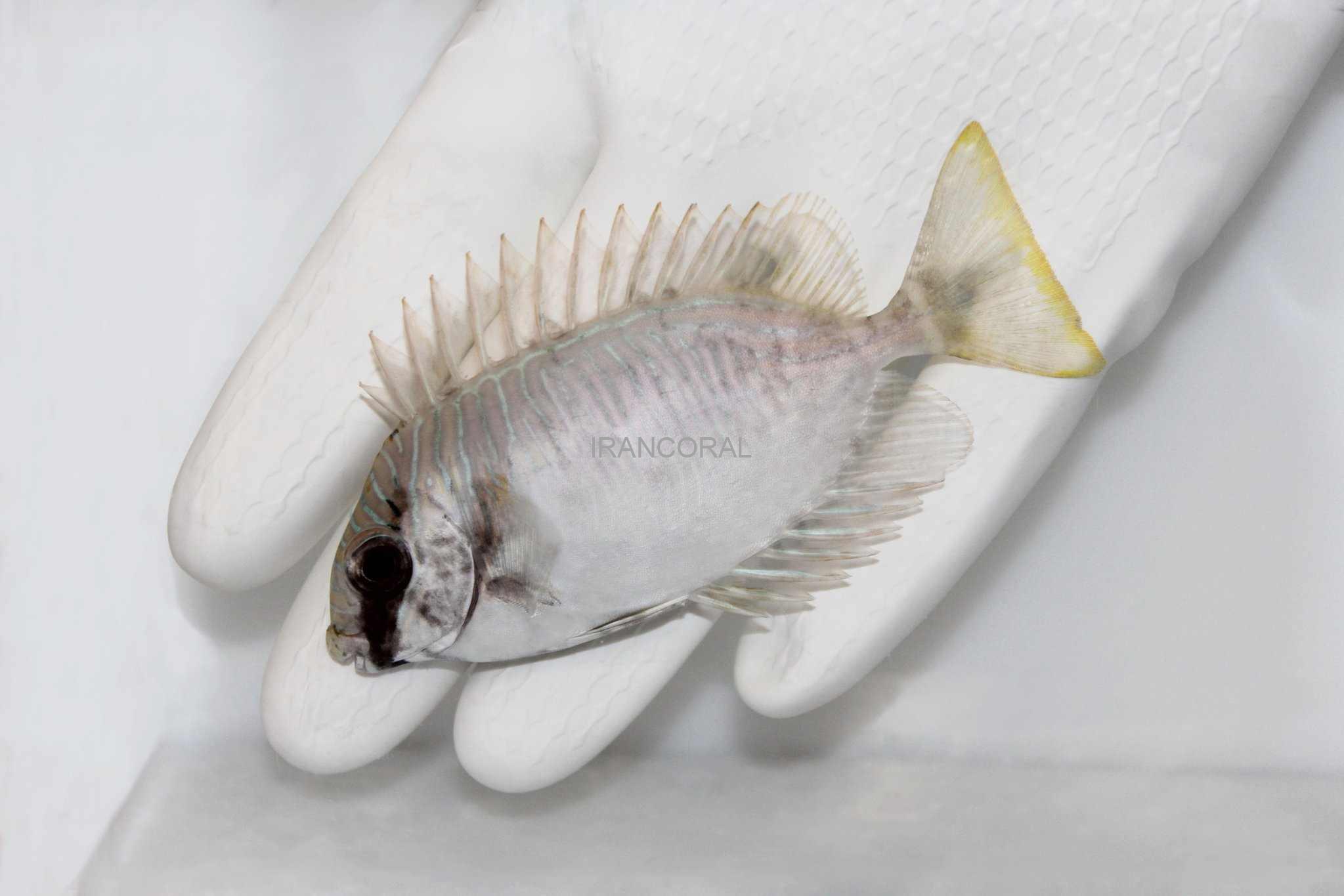 خرگوش ماهی اسکریبلد (راه راه)