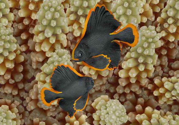 Pinnatus Batfish