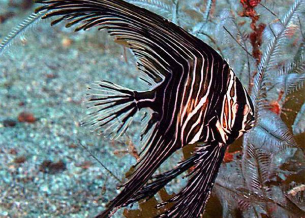 Humpback Batfish