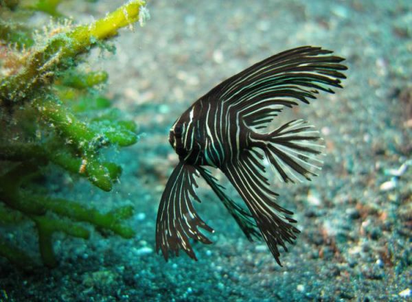Humpback Batfish