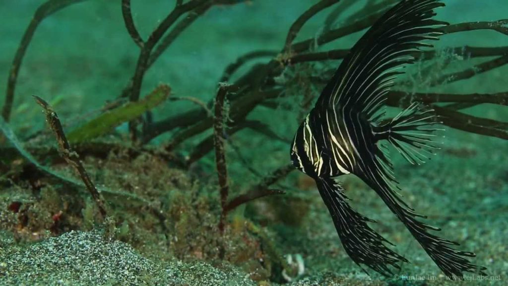 Humpback Batfish