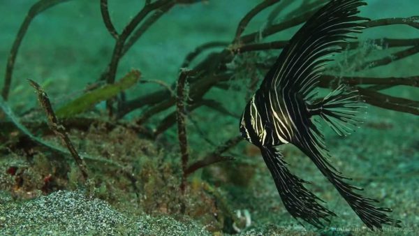 Humpback Batfish