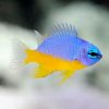Azure Damselfish