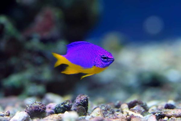 Azure Damselfish