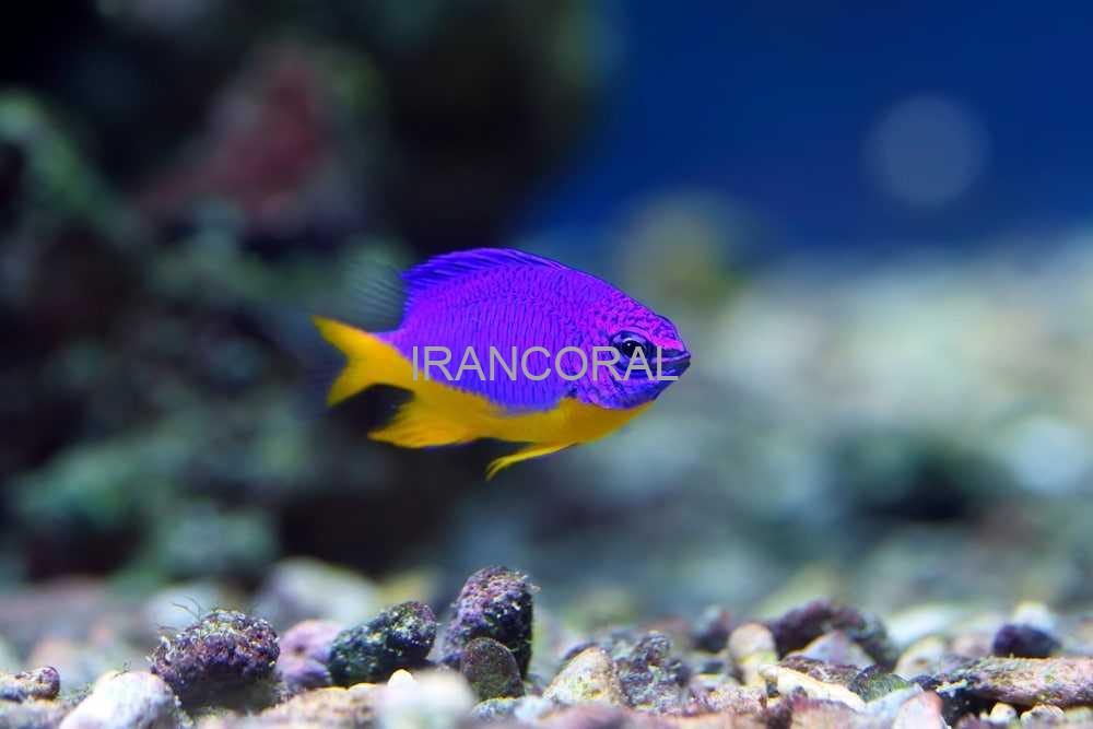 Azure Damselfish