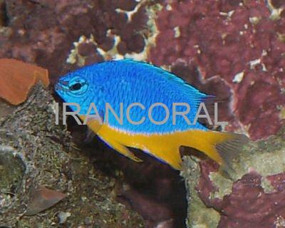Azure Damselfish