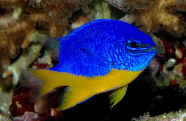 Azure Damselfish