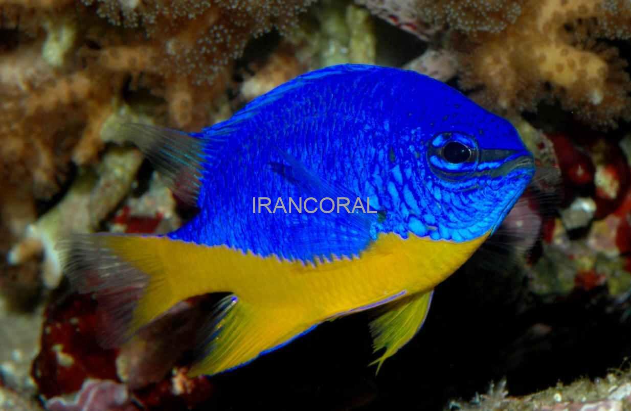Azure Damselfish