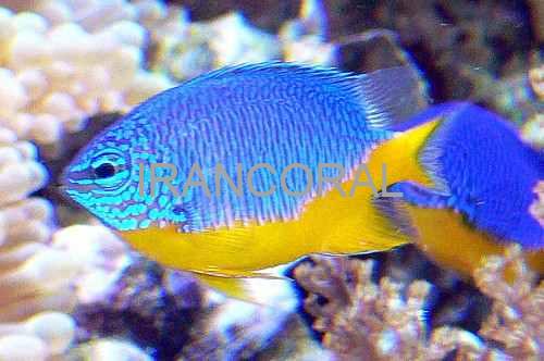 Azure Damselfish