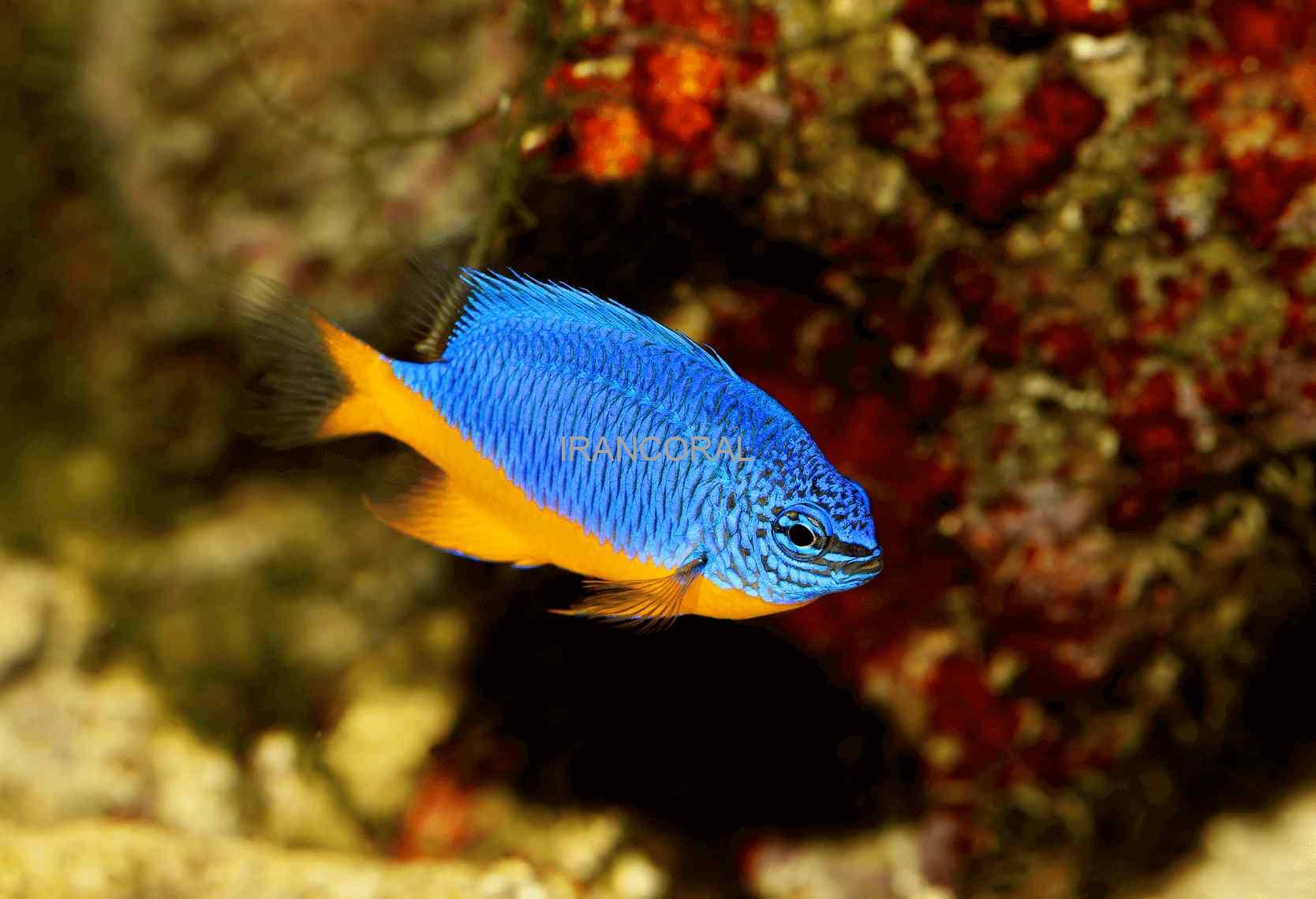Azure Damselfish