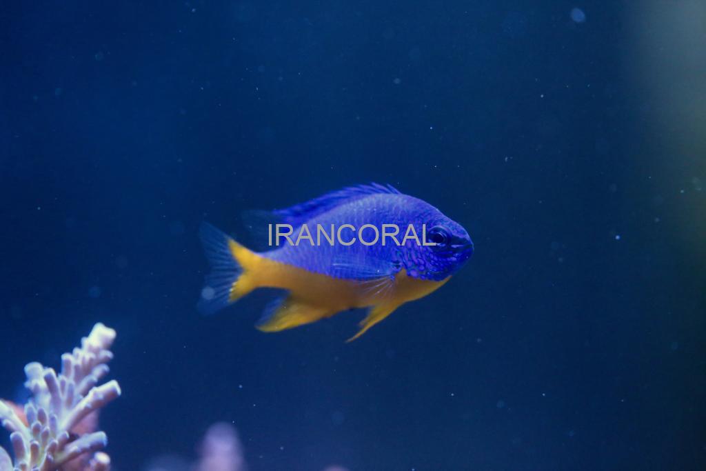 Azure Damselfish