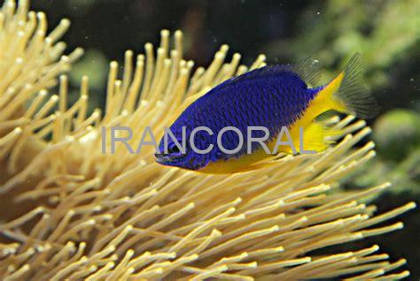 Azure Damselfish