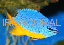 Azure Damselfish