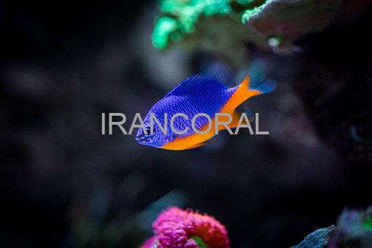 Azure Damselfish