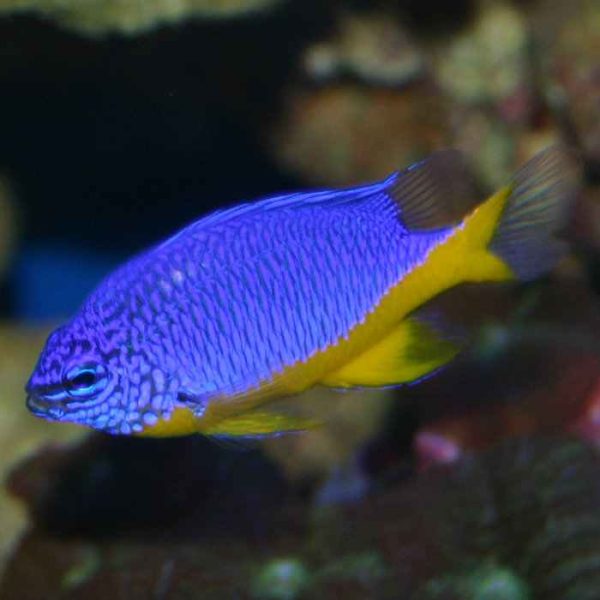 Azure Damselfish