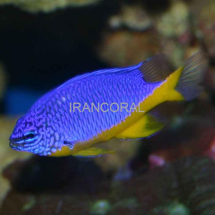 Azure Damselfish