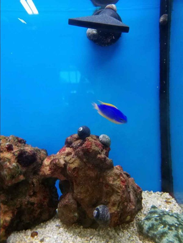 Azure Damselfish
