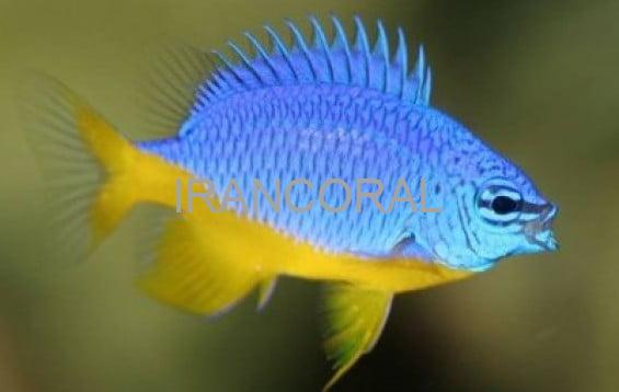 Azure Damselfish
