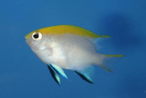 Bluefin Damselfish