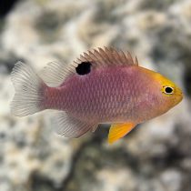 Talbot's Damselfish